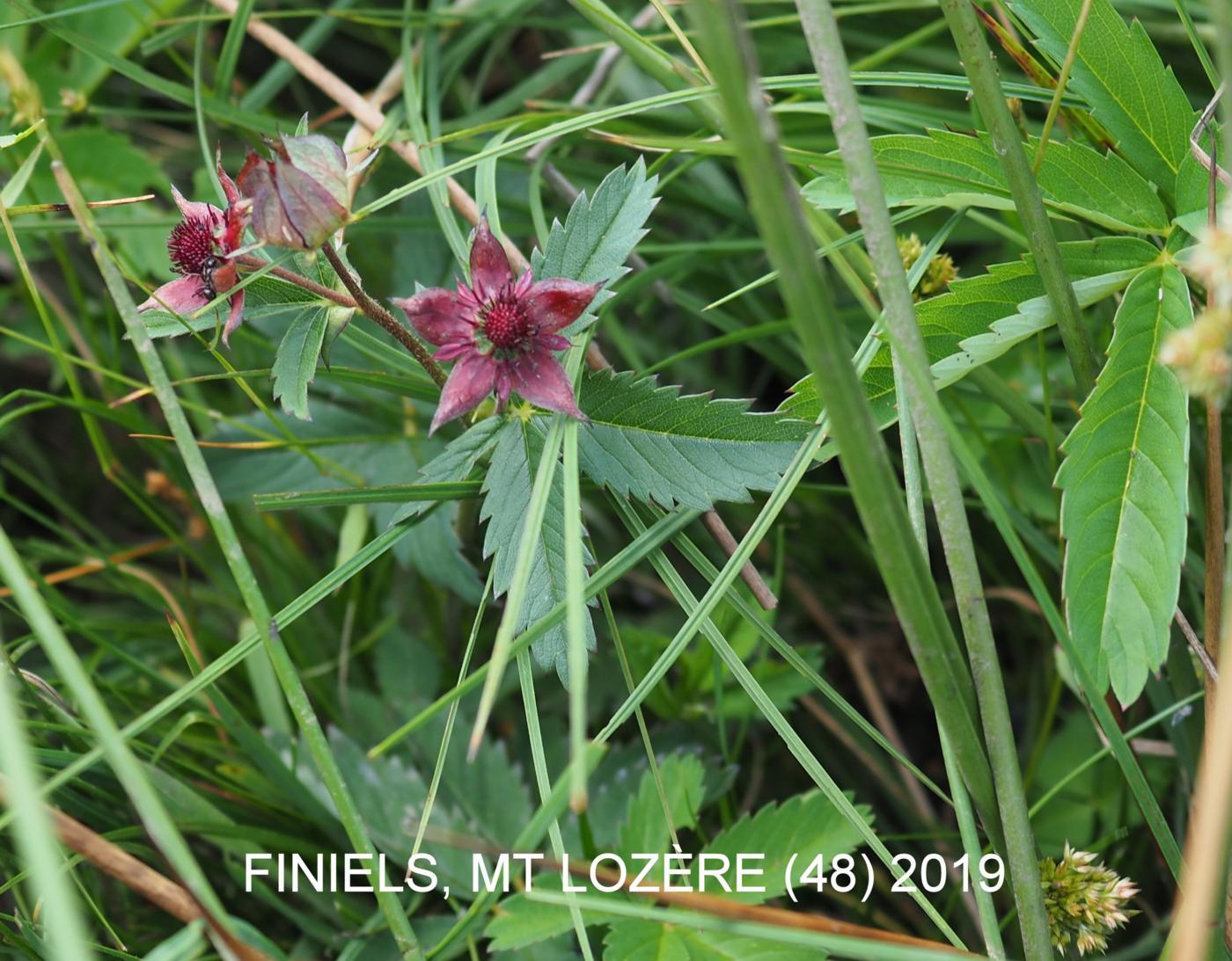 Cinquefoil, Marsh plant